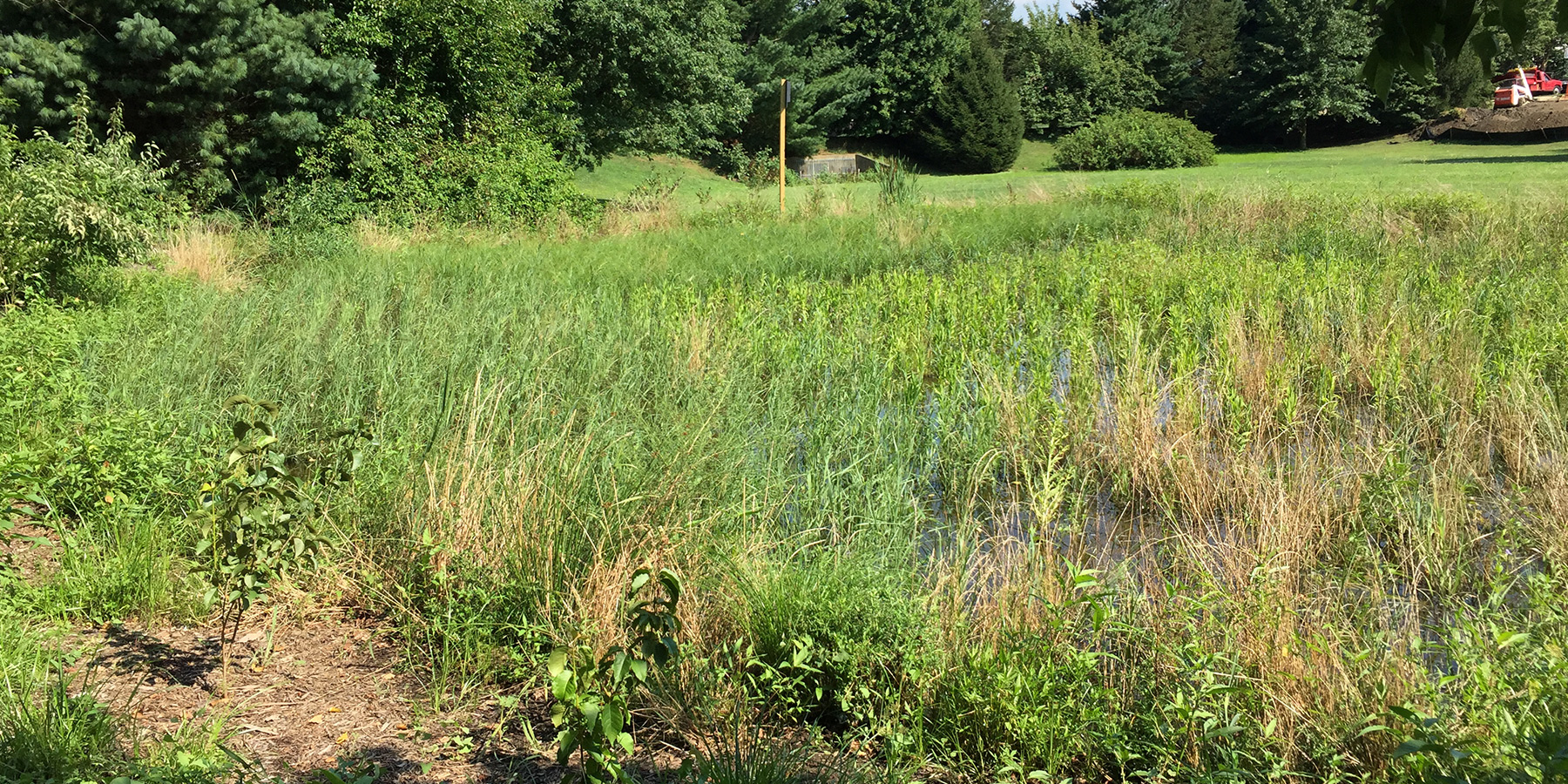 A bioretention basin growing native plants