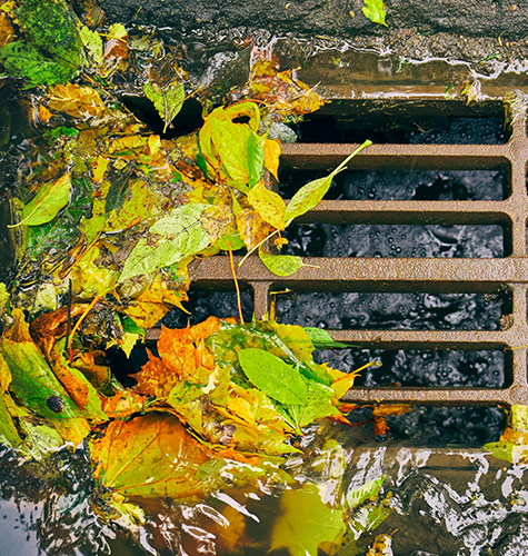 leaves on storm drain
